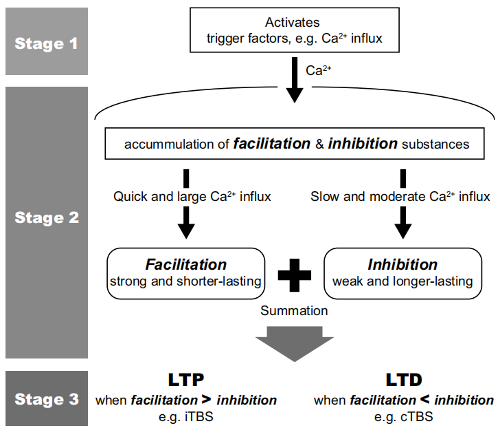 Proposed mechanisms of action of theta burst stimulation